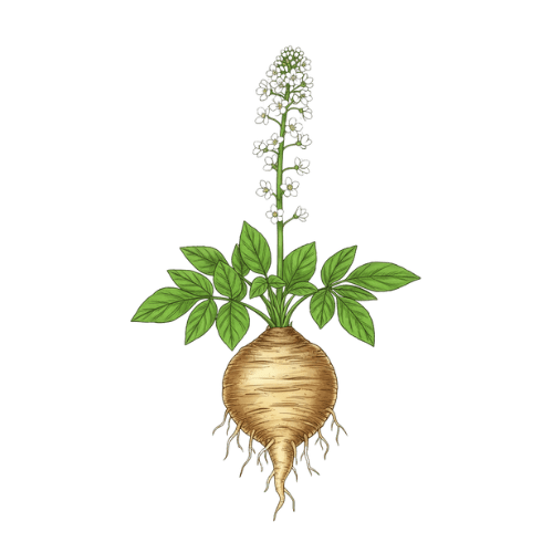 maca